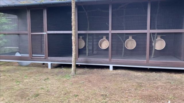 Содержание черных белок в вольере.Кормление мышами