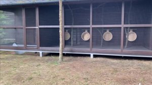 Содержание черных белок в вольере.Кормление мышами