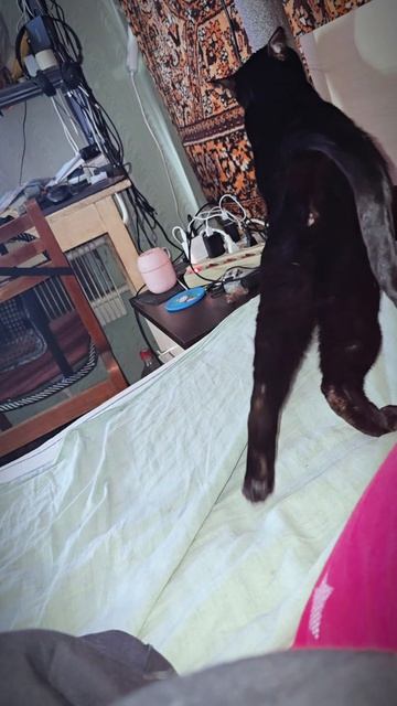 Фуга #кошка #бенгал #кот #коты