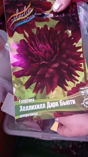 20.04.2026г. Все клубни разделила, начинаю черенкование георгин.