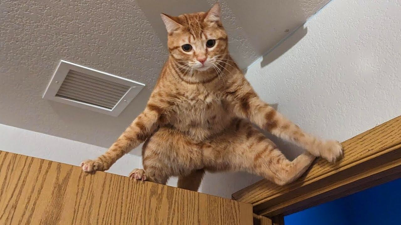 Смешные коты и кощки!!! Смешные животные! ТЕСТ НА ПСИХИКУ