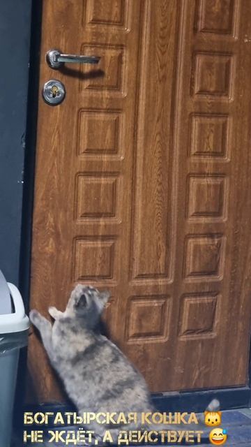 У кошки 🐱 свои планы на жизнь 💪😅
#скбогатырь #тзбогатырь #антоханадвиже #красныйсулин