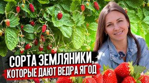 Как вырастить сладкую землянику? ЛУЧШИЕ СОРТА и секреты ухода