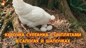 Курица Султанка и цыплята в сапогах и шапочках