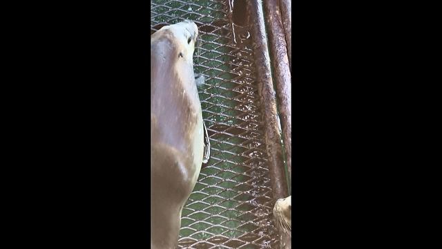 игра котиков