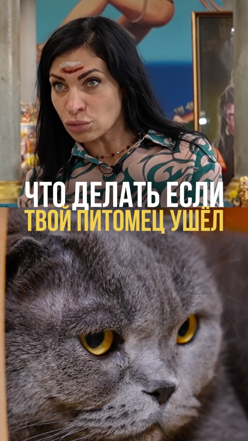 Что делать, если твой питомец ушёл