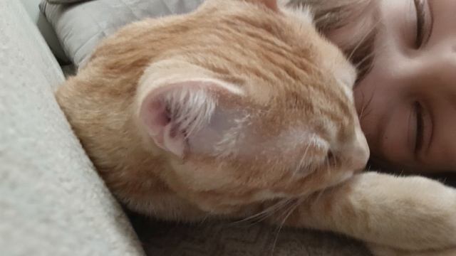 рыжик лижет мне лоб🤣🤣🤣