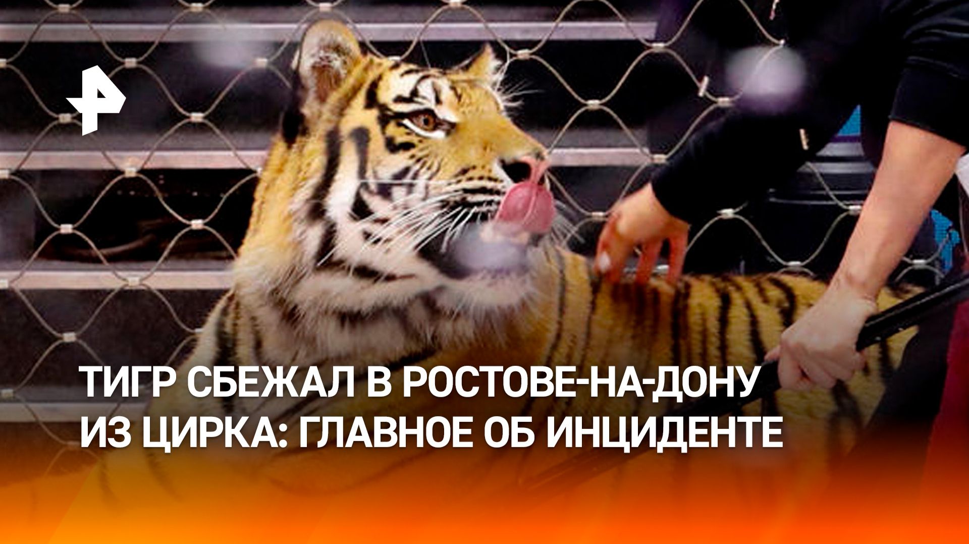 Выпрыгнувшую из манежа ростовского цирка тигрицу поймали: выманивали мясом из-под фуры
