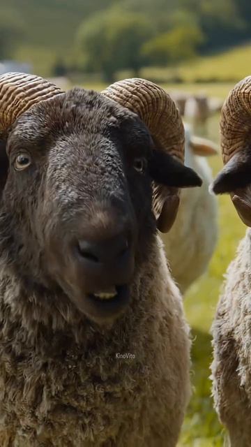 Название: Три полные сумки: Овечий детектив2026 #reels #кино #film #rek #video #топ #видео #фильм