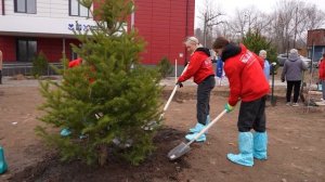 Хвойные деревья высадили возле поликлиники в поселке Трудовое.