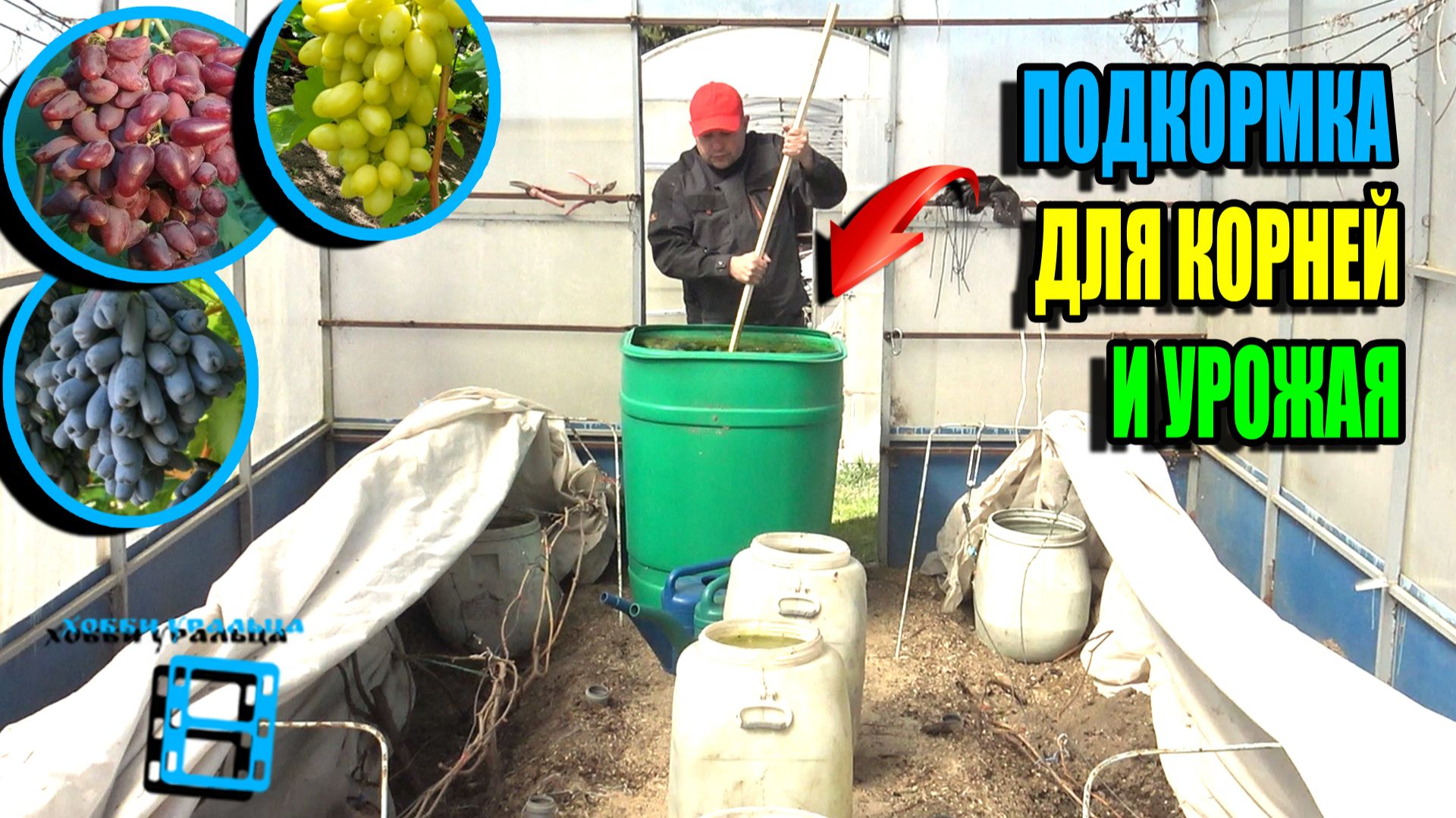 ПЕРВАЯ ВАЖНЕЙШАЯ ПОДКОРМКА ВИНОГРАДА – ЗАПУСК И ВОССТАНОВЛЕНИЕ КОРНЕЙ. СЕВЕРНЫЙ ВИНОГРАД 26-08