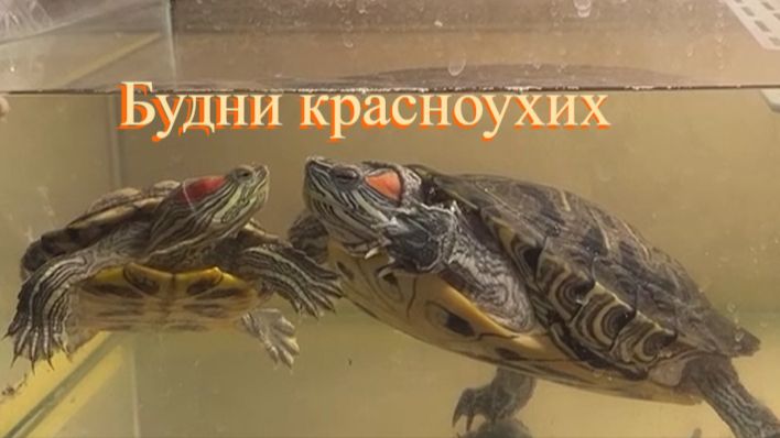 Будни красноухих
