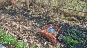 Гортензия мечельтая/ черенки после зимы.