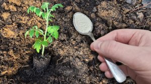 Никогда не сажайте помидоры без этого. Что положить в лунку для быстрого роста и большого урожая