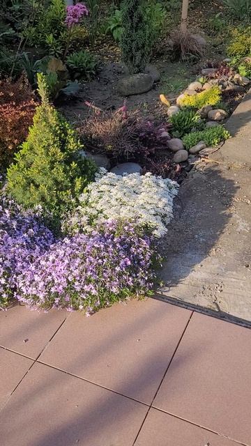 💮 ФЛОКС шиловидный/ИБЕРИС 🌸