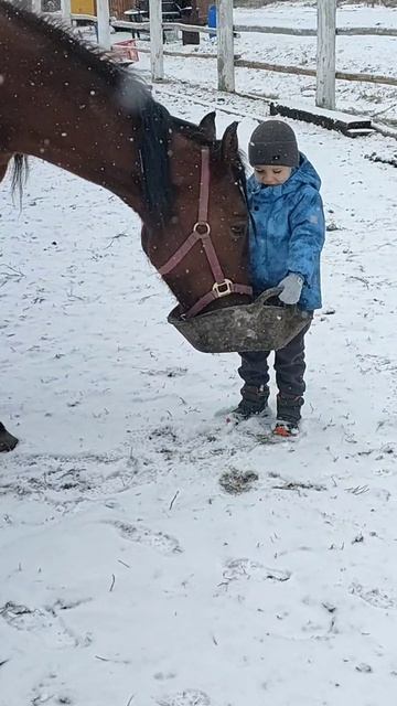 Больше, чем просто животное: моя любовь
