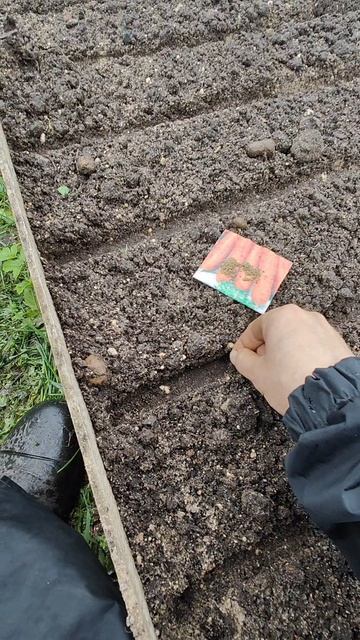 СУПЕР способ ПОСАДКИ МОРКОВИ🥕 Будет КРУПНАЯ МОРКОВЬ👍🔥