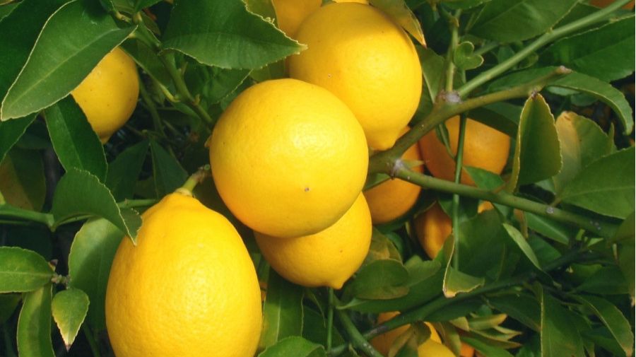 ЛИМОН💥   ПОЛЬЗА 💥   ПОДПИШИСЬ💯