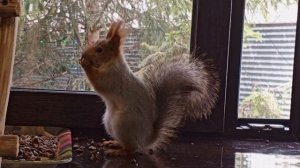 понедельник у диких белок