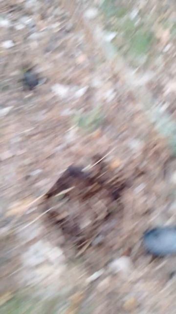 ПЕРВЫЙ КОП МЕТАЛЛА ТЕСТ МЕТАЛОИСКАТЕЛЯ НСО