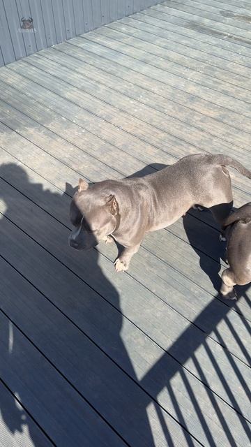 Вы еще не знаете, что такое тяжелый люкс, если не имели дело с булли из AlfaBulls 🐶