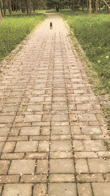 Вот я прибежал！