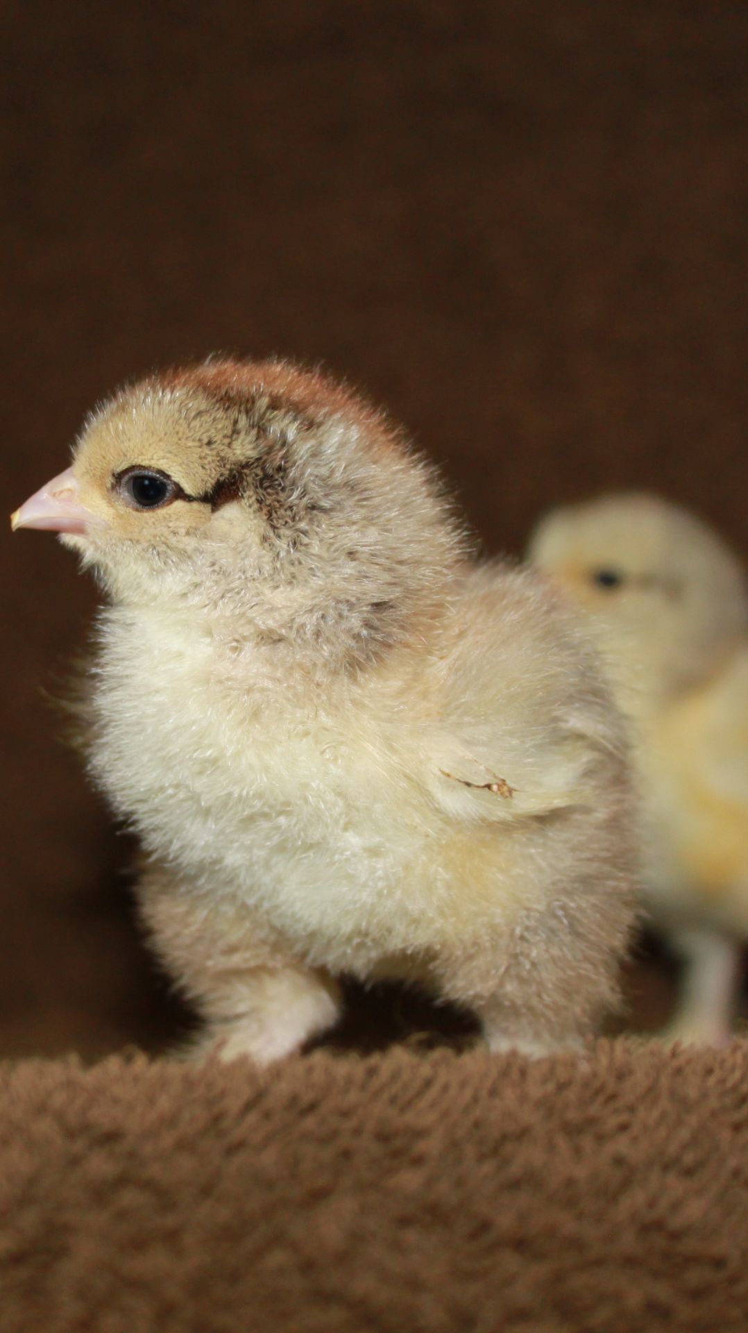 Инкубатор HHD 52H WONEGG ,первая инкубация .Момент вылупления брамы.