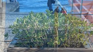 Ялта. Массандровский пляж. Достопримечательность города- коты. Апрель 2026. Крым. Crimea. Yalta.