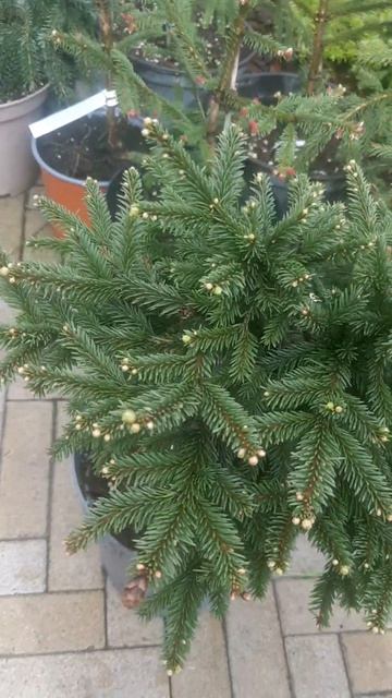 ❤🌲Ель Уайт Стровберри на штамбе
✔Продажа растений в макс и телеграм канале: Https://t.me/love_is_hvo