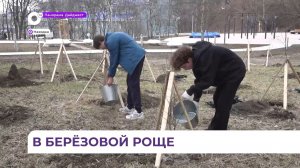 Более 50 деревьев высадили в берёзовой роще в Находке