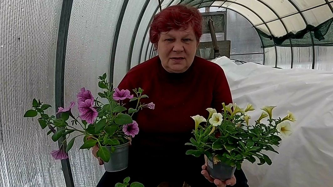 СДЕЛАЙТЕ ТАК И ВАШИ ПЕТУНИИ БУДУТ ПЫШНЫМИ И КРАСИВЫМИ!!