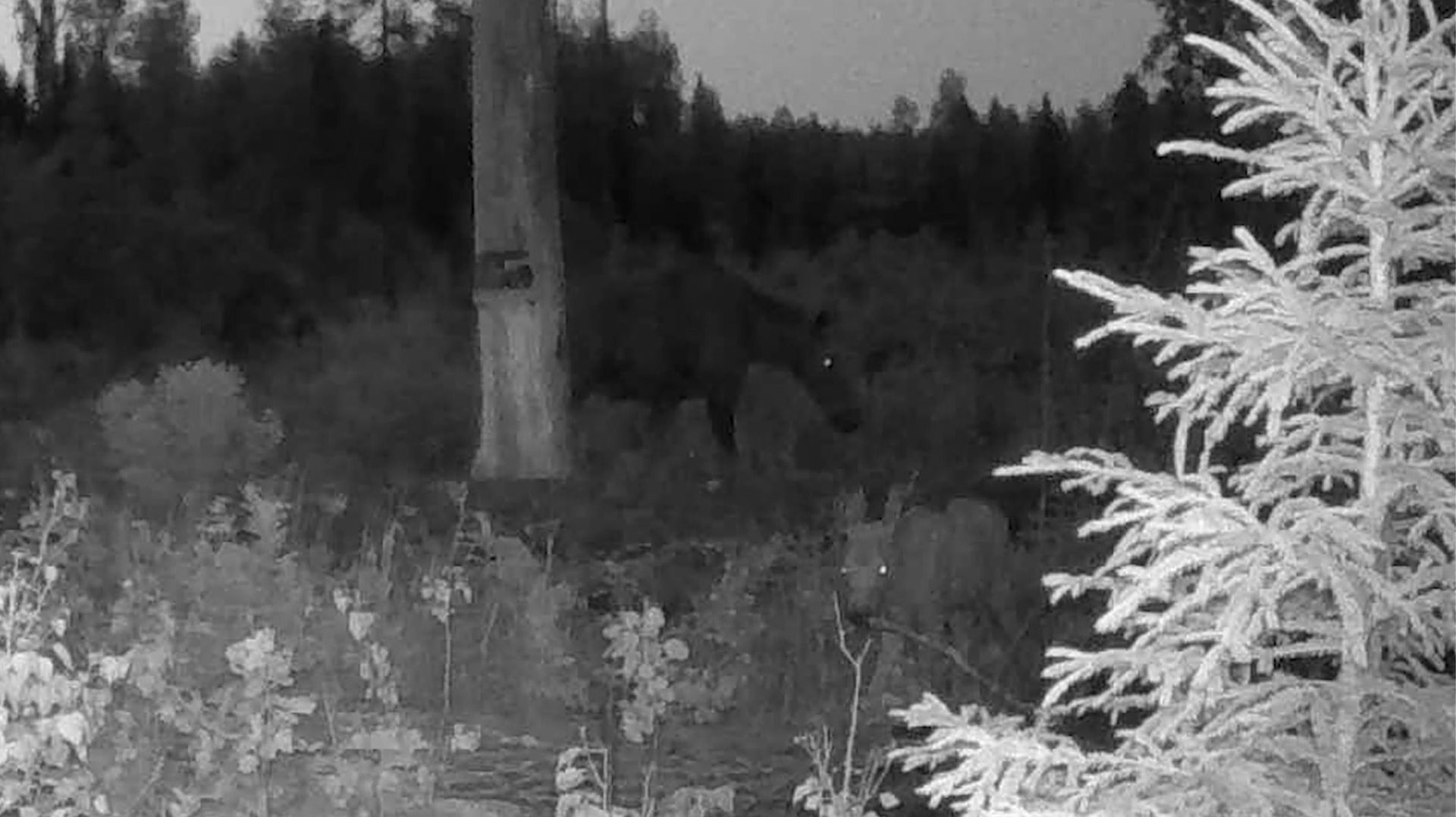 Лосиха с лосёнком на солонце: Лесная история