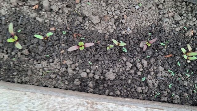 НОЧНОЙ ЗАМОРОЗОК //20 АПРЕЛЯ 2026 ГОД