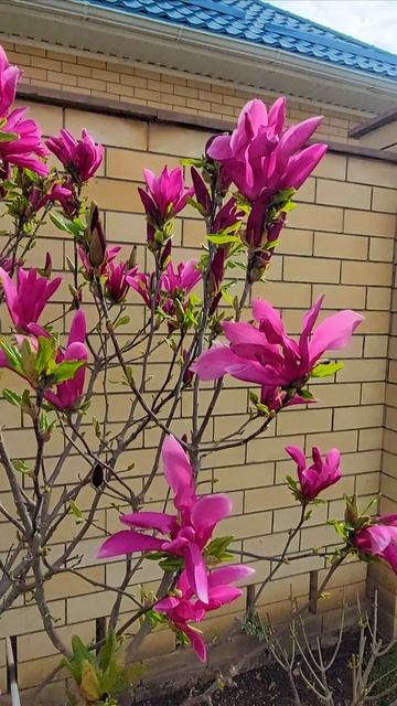 Красавица магнолия