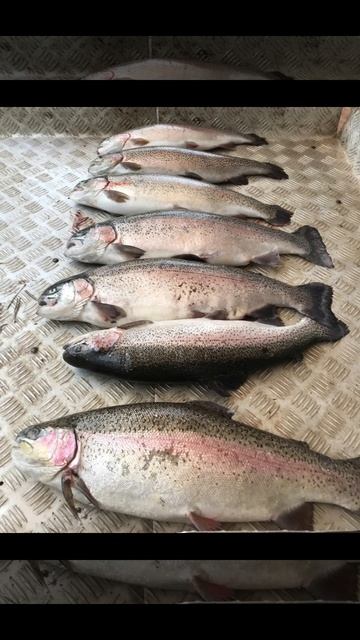 уловы рыбаков в Рыбин Гуде