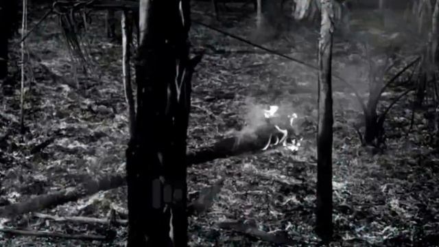 Кольщик-Луна Кошка (online-video-cutter.com)