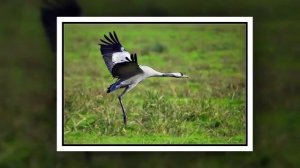 Первая любовь  На семиструнке