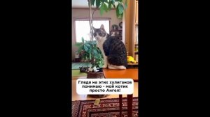 смешные видео с котами С ОЗВУЧКОЙ