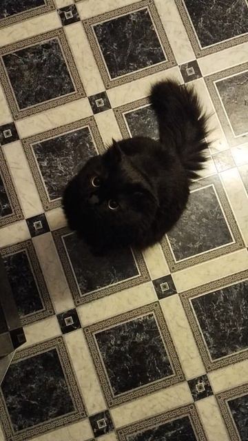 Ждёт вкусняшку