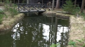 Карпы КОИ в гараже.Новый взгляд))))