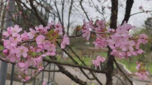 Сакура зацвела в Москве. Вишня курильская. Сакура. Ботанический сад МГУ. Апрель 2026