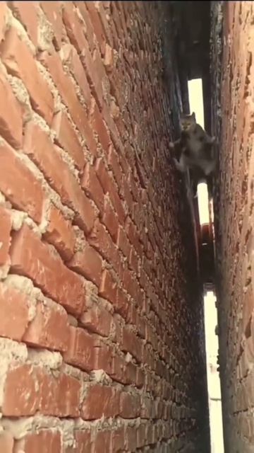 Видео от Йо видео и мемы