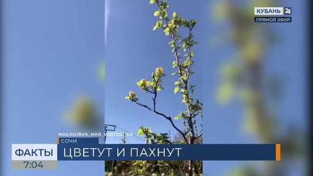 В Сочи расцвела редкая бруклинская магнолия