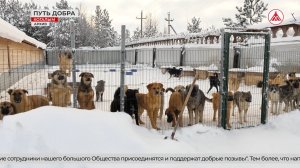 Не словом, а делом: молодые специалисты помогают приюту «Лучший друг» в Когалыме