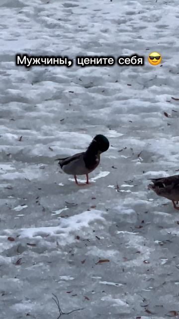 Мужчины, цените себя 😎#саморазвитие #мотивация #юмор