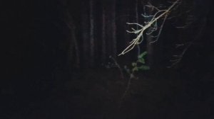 Ночной поход в лес 1 | ЛУЧШИЕ МОМЕНТЫ!