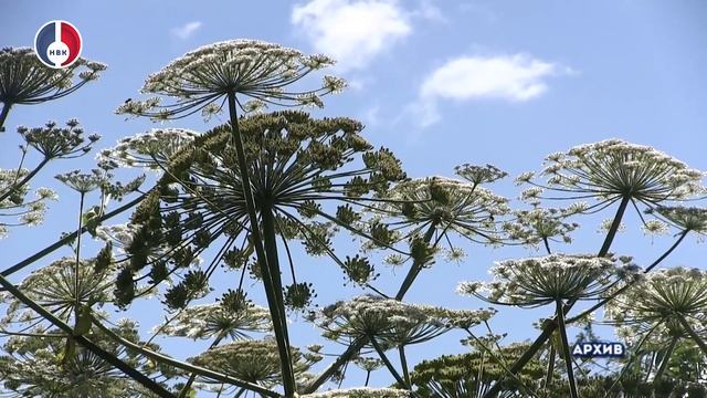 В Новоуральском округе стартует масштабная кампания по борьбе борщевиком Сосновского