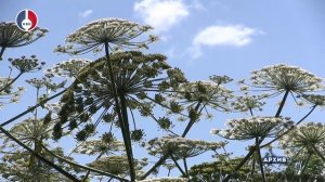 В Новоуральском округе стартует масштабная кампания по борьбе борщевиком Сосновского