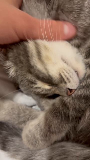 Мило спящий котик 😺🐱