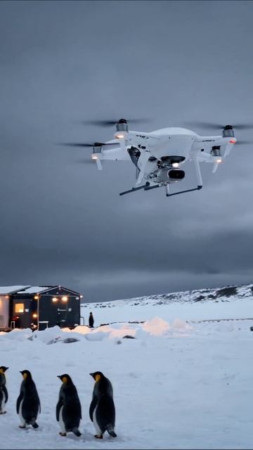 Дрон над пингвинами: зимние приключения #пингвины #дроны #Антарктика